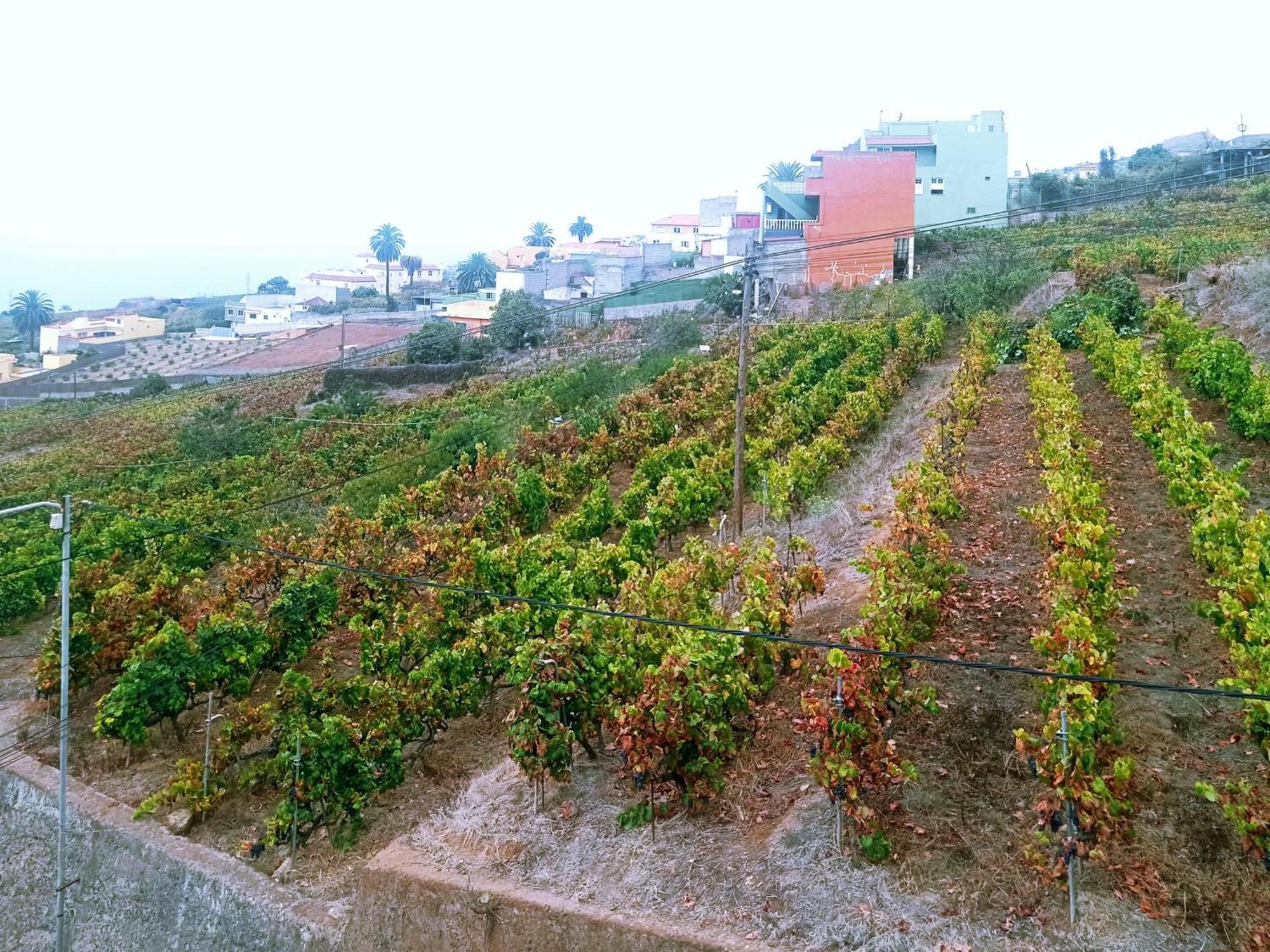 Live La Victoria Carril - Casa Acogedora Y Familiar Con Terraza Completa Villa La Victoria de Acentejo Eksteriør billede
