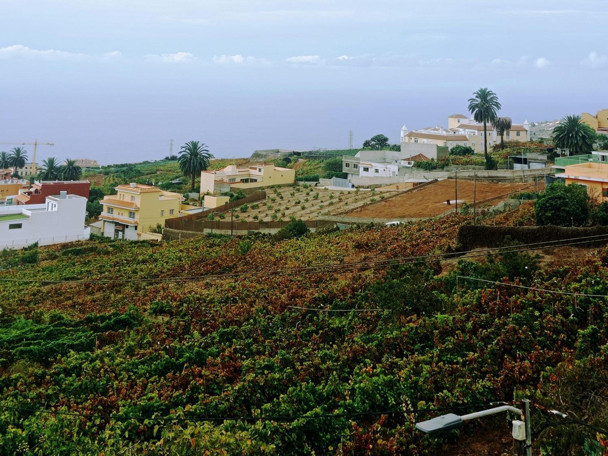 Live La Victoria Carril - Casa Acogedora Y Familiar Con Terraza Completa Villa La Victoria de Acentejo Eksteriør billede